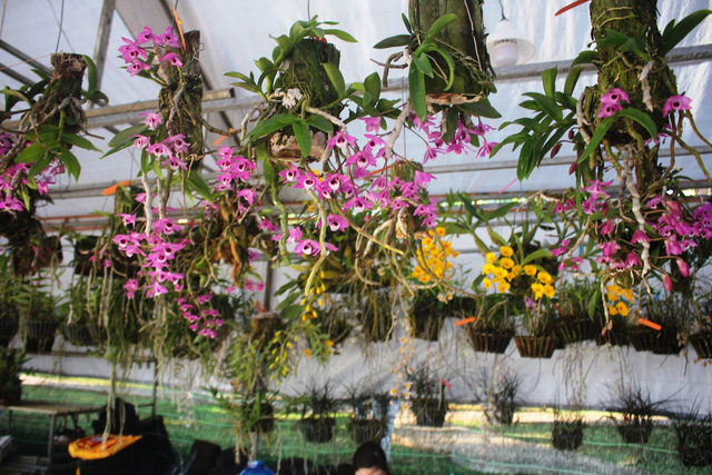 Bí quyết trồng lan không cần đát