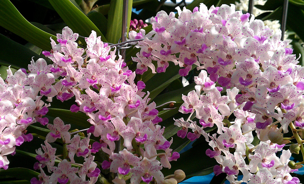 Trồng lan Ngọc điểm