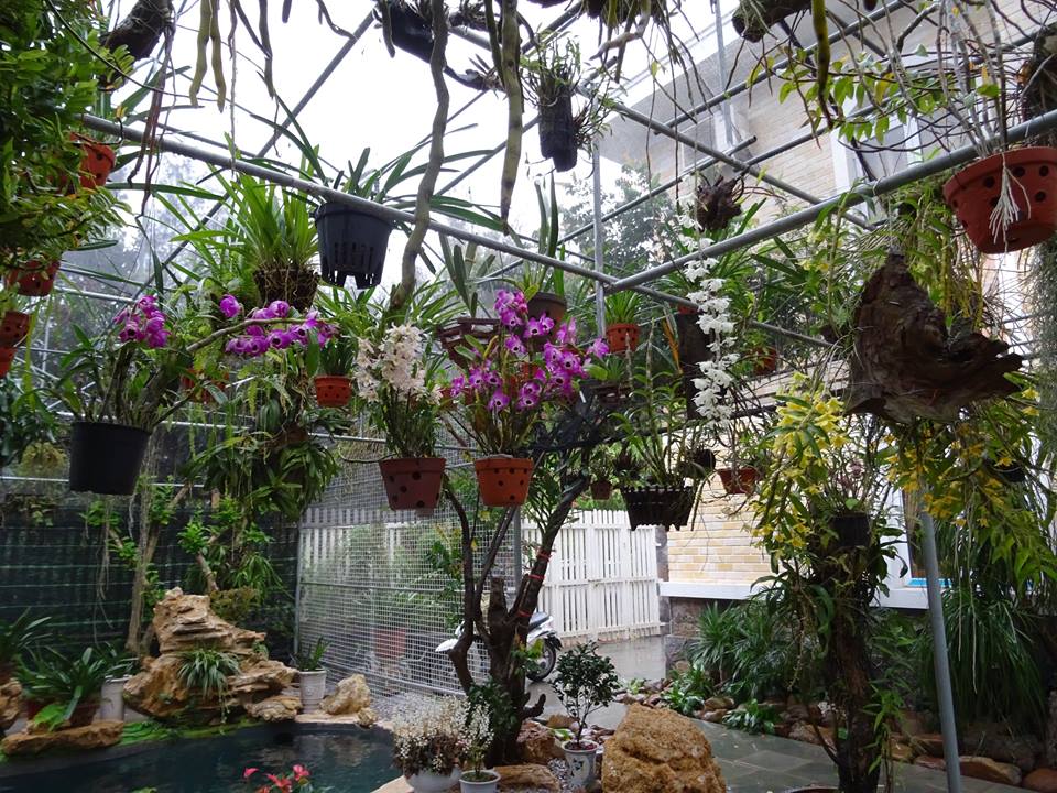 Khắc phục vấn đề khi trồng lan trên sân thượng