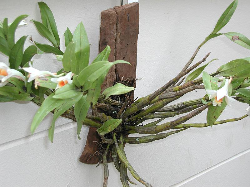 Kỹ thuật trồng lan trên vỏ cây