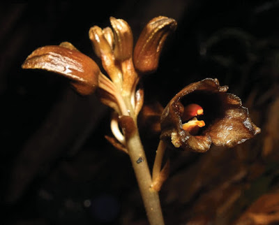 Tìm thấy loại phong lan mới trúc lan Gastrodia