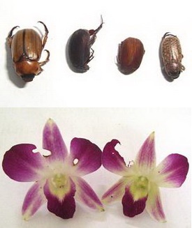 Bọ cánh cứng