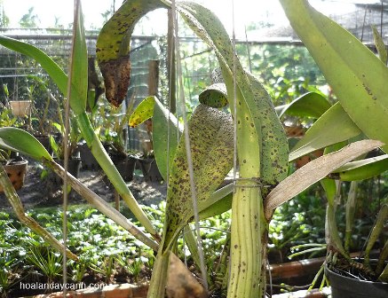 Rệp aphid