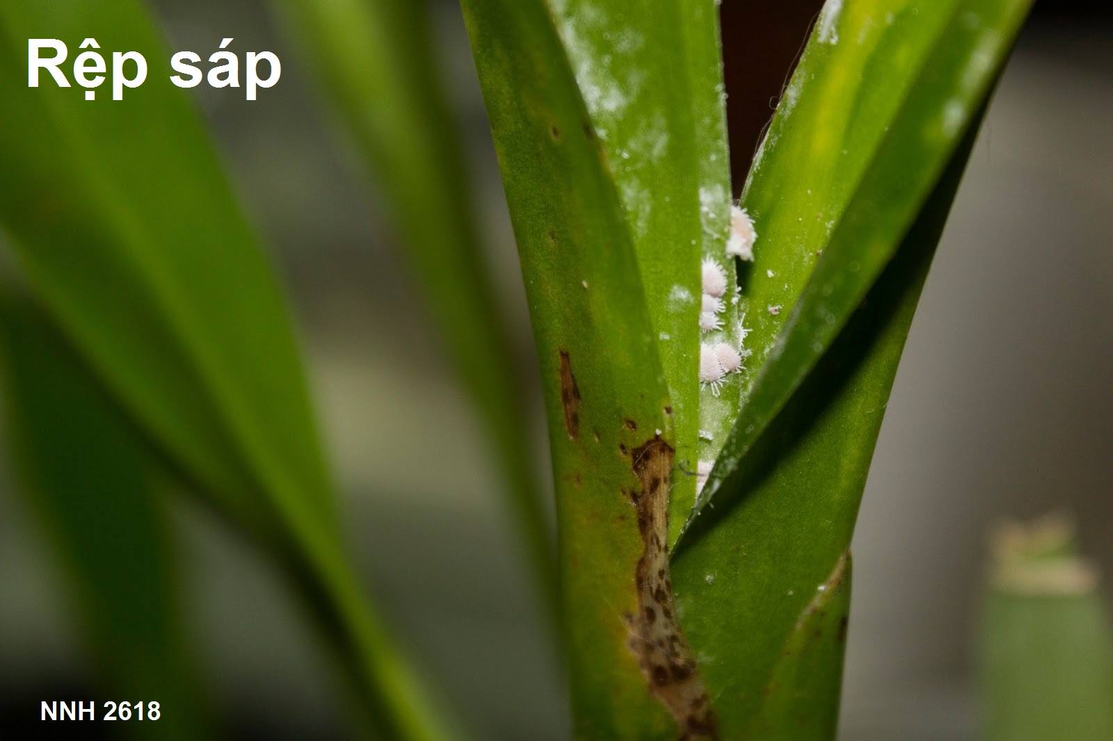 Rệp son, rệp sáp, rầy lan