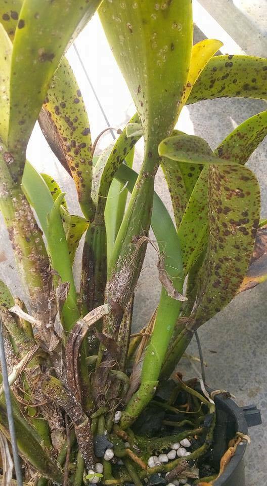 Rệp vảy hại cây lan