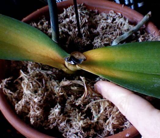 Bệnh thối rễ vàng lá