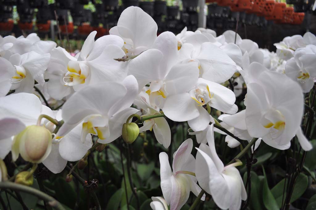 phong lan đại hồ điệp trắng