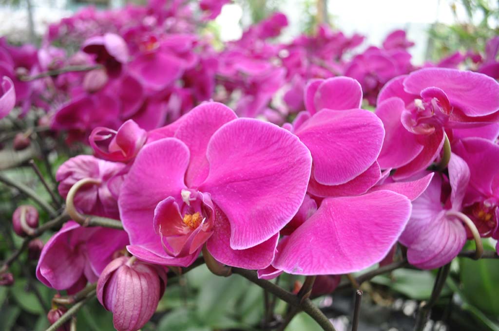 Đại Hồ Điệp Tím