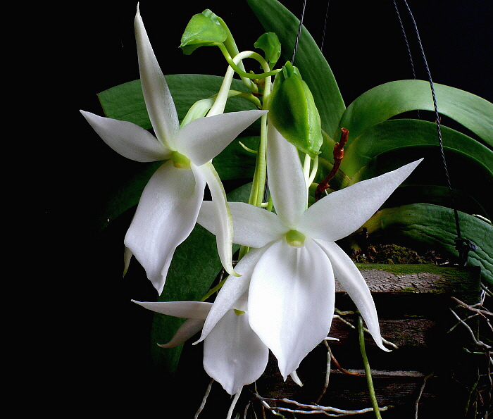 Angraecum - Lan sao biển