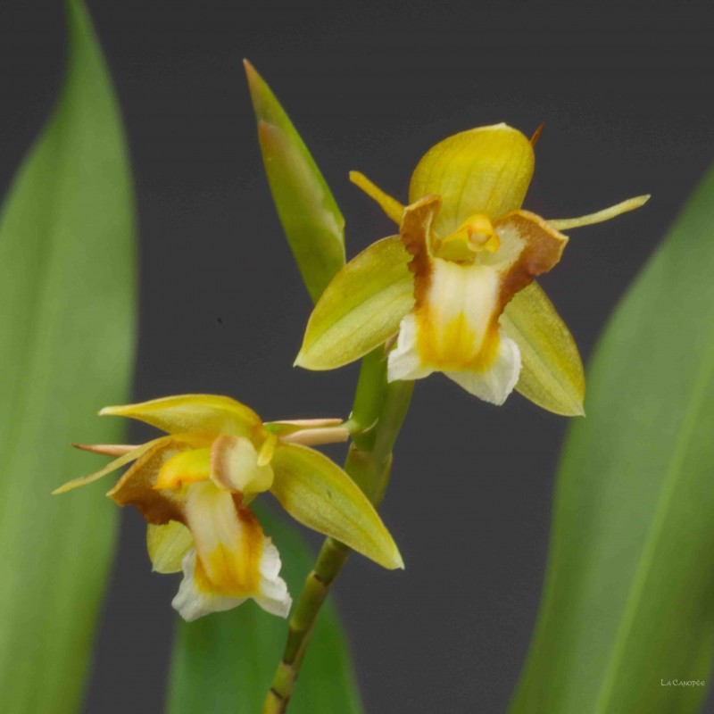 Lan Thanh đạm chồi - Coelogyne prolifera