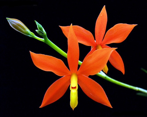 Hoa lan Prosthechea vitellina