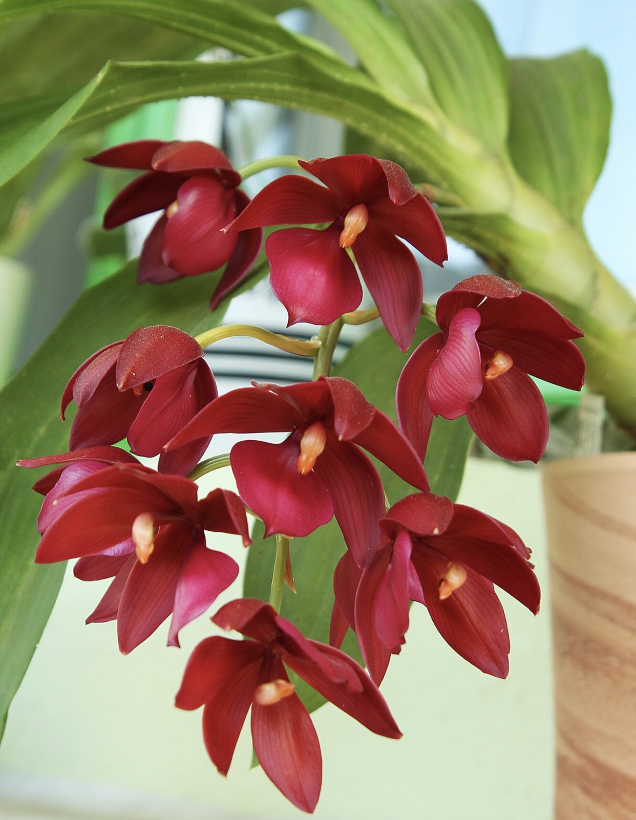 Lan Thiên Nga - Cycnoches