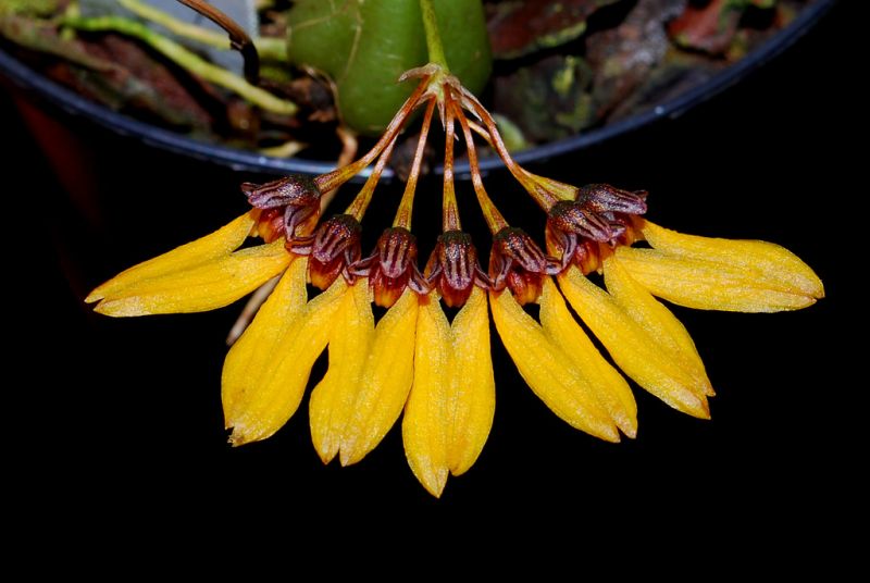 Lan lọng tà - Bulbophyllum retuciusculum
