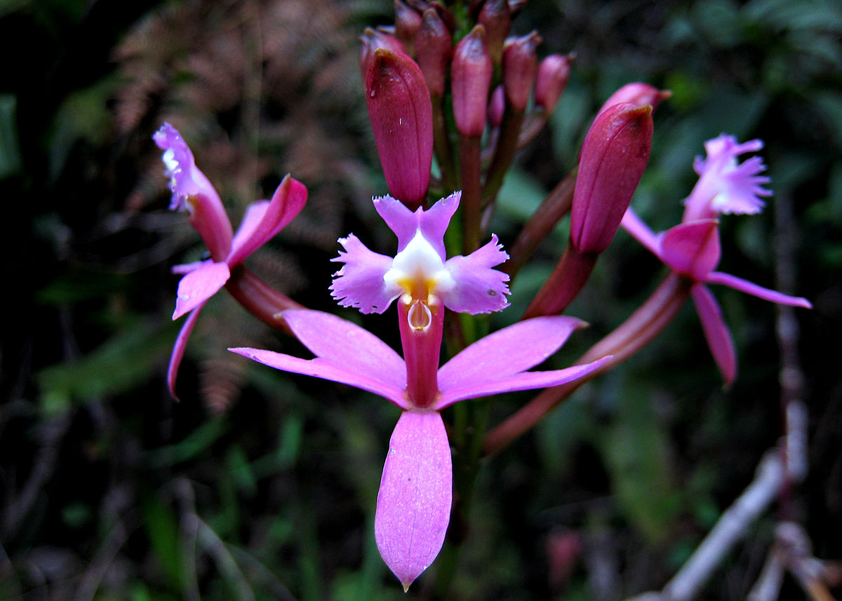 Trúc Lan - Epidendrum