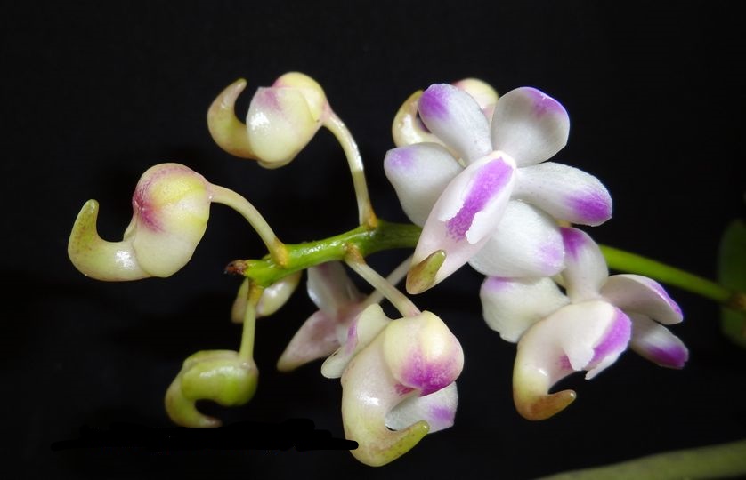 Giáng hương thơm