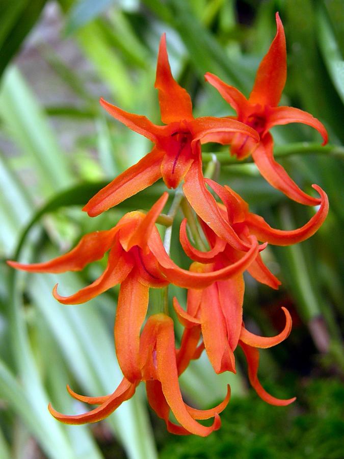 Phong lan Ada aurantiaca