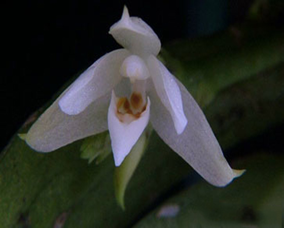 Lan bạch manh - Biermannia sigaldii