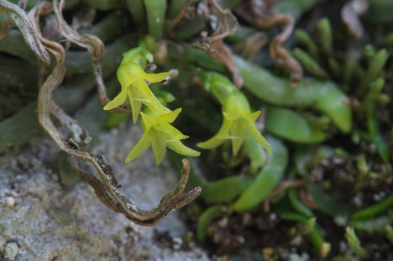 Lan căn diệp - Taeniophyllum glandulosum