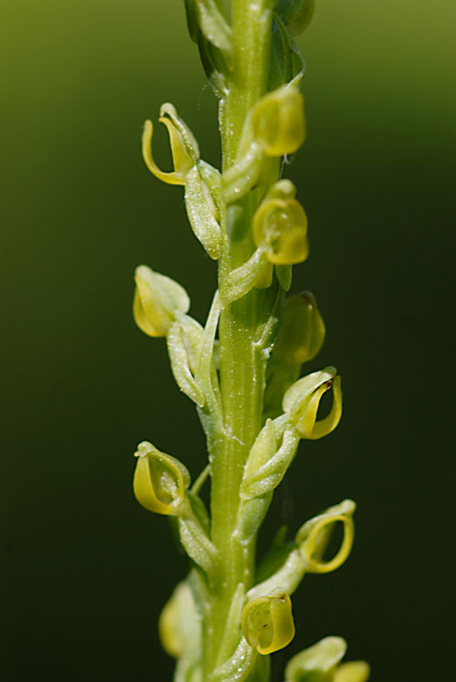 Lan có mùi chân thối - Platanthera yosemitensis