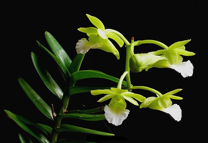 Lan cù lao minh - Christensonia Vietnamica