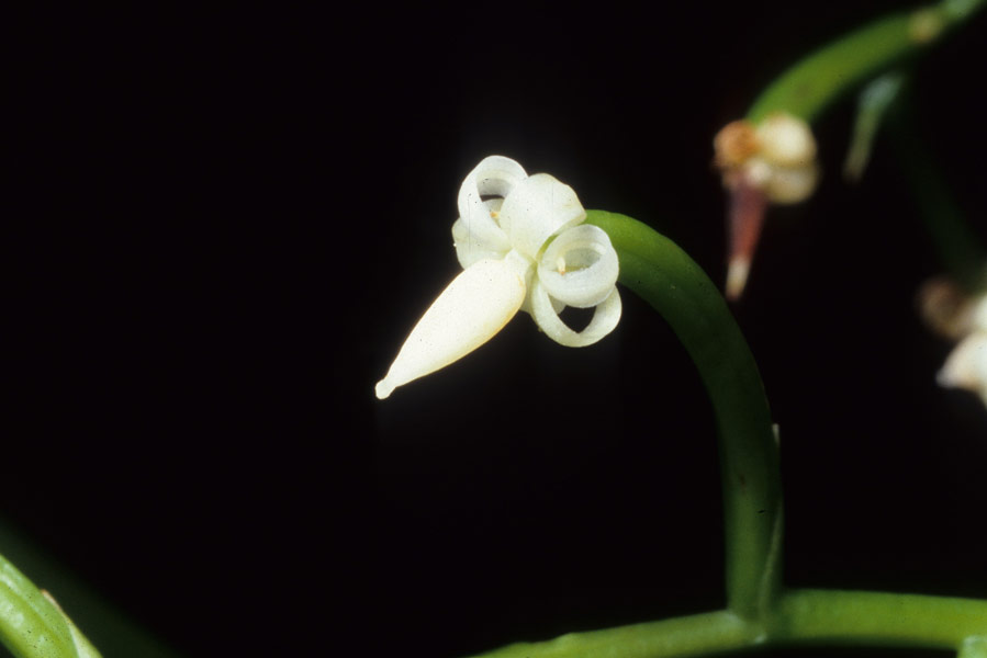 Lan giả trần - Apostasia nuda