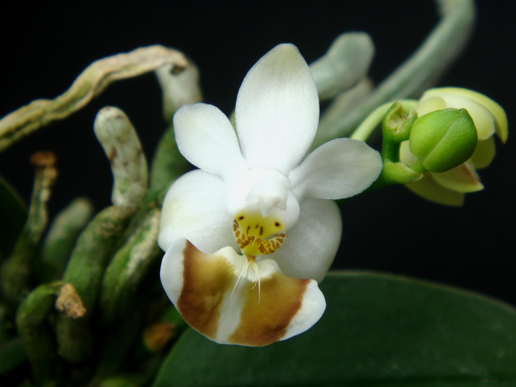 Lan hồ điệp cúc phương