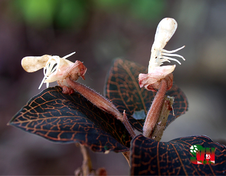 Lan kim tuyến ba răng - Anoectochilus tridentatus