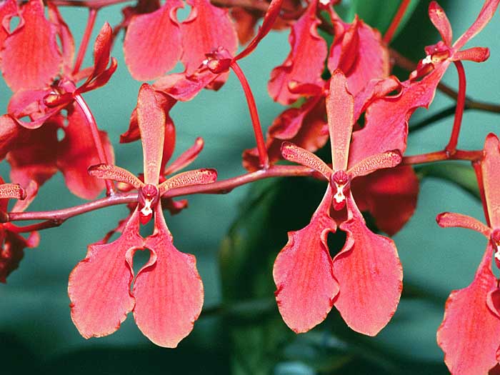 Lan phượng vĩ Nam - Renanthera imschootiana