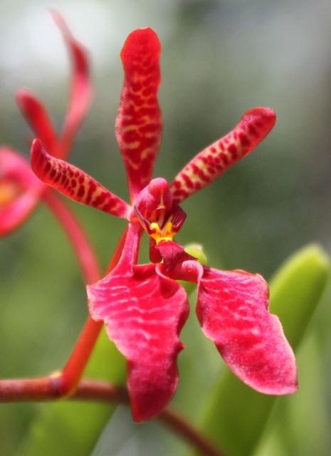 Lan phượng vĩ - Renanthera