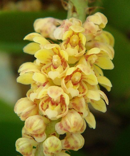 Lan thủy ly vàng - Pomatocalpa spicata