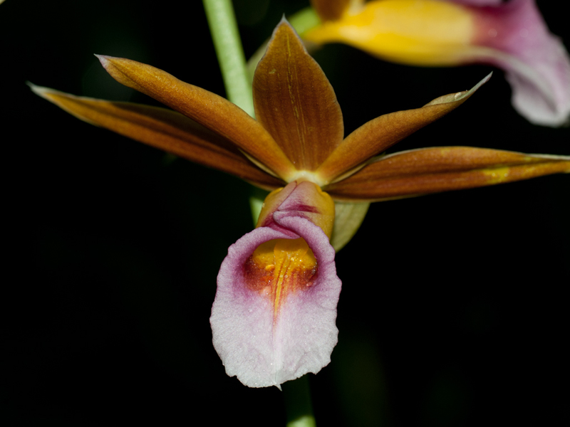 Lan hạc đính - Phaius tancarvilleae