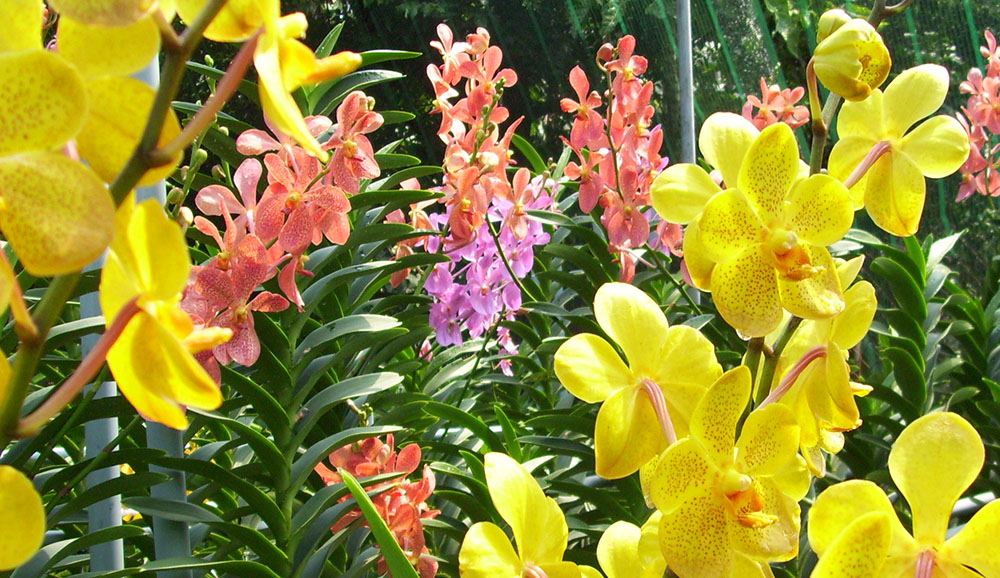 Hoa phong lan Mokara