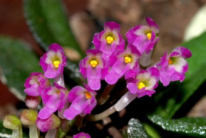 Lan trứng bướm thơm - Schoenorchis fragrans