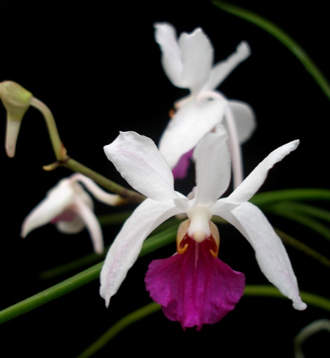 Holcoglossum kimballianum - Tóc tiên
