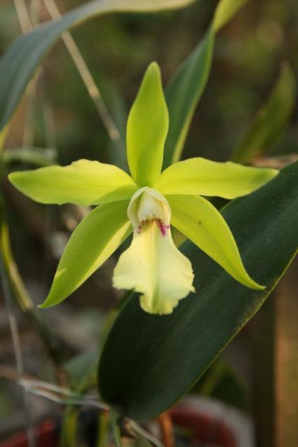 Tản mạn Cattleya Jade Blue