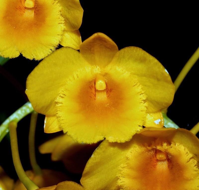 Dendrobium chrysotoxum