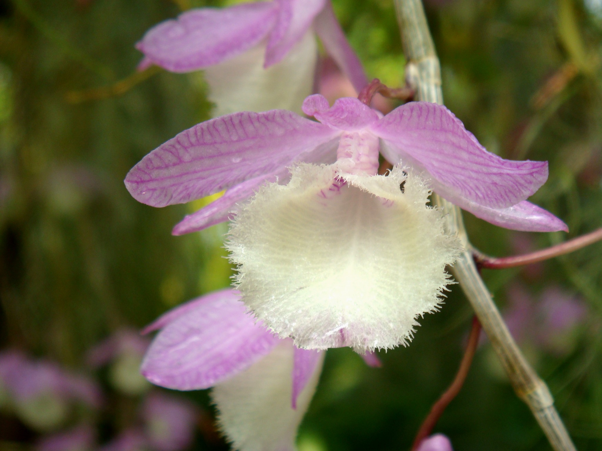 Hoàng thảo Hạc Vỹ - Dendrobium aphyllum