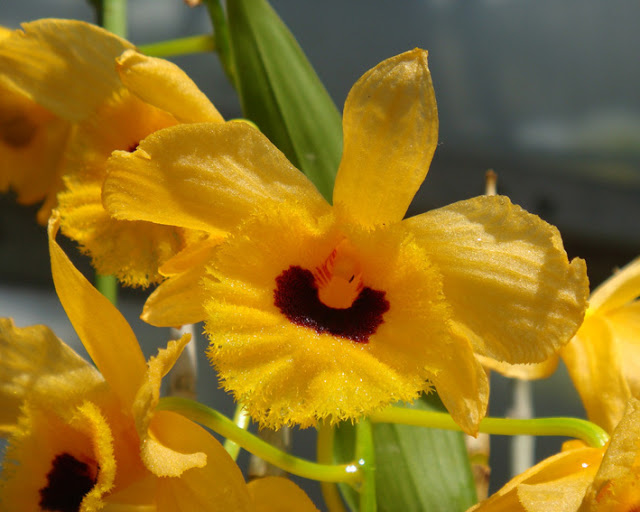 Hoàng thảo long nhãn