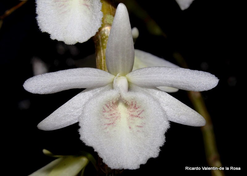 Hoàng thảo vôi - Dendrobium cretaceum