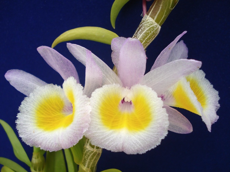 Long tu Dendrobium primulinum