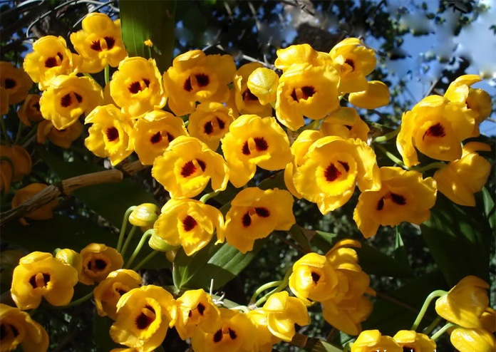 Phi điệp vàng - Dendrobium chrysanthum