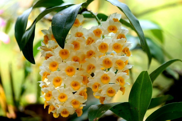 Thủy tiên cam