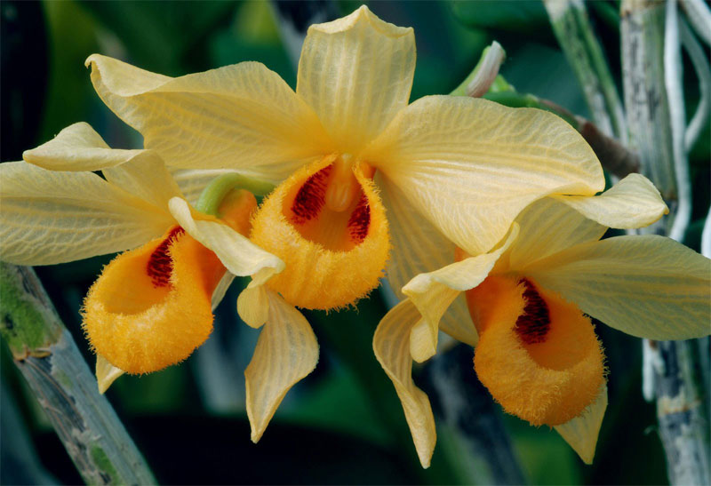 Hoàng thảo Thái Bình - Dendrobium moschatum