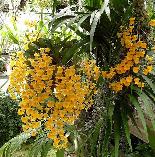 Lan Vẩy Rồng - Dendrobium lindleyi