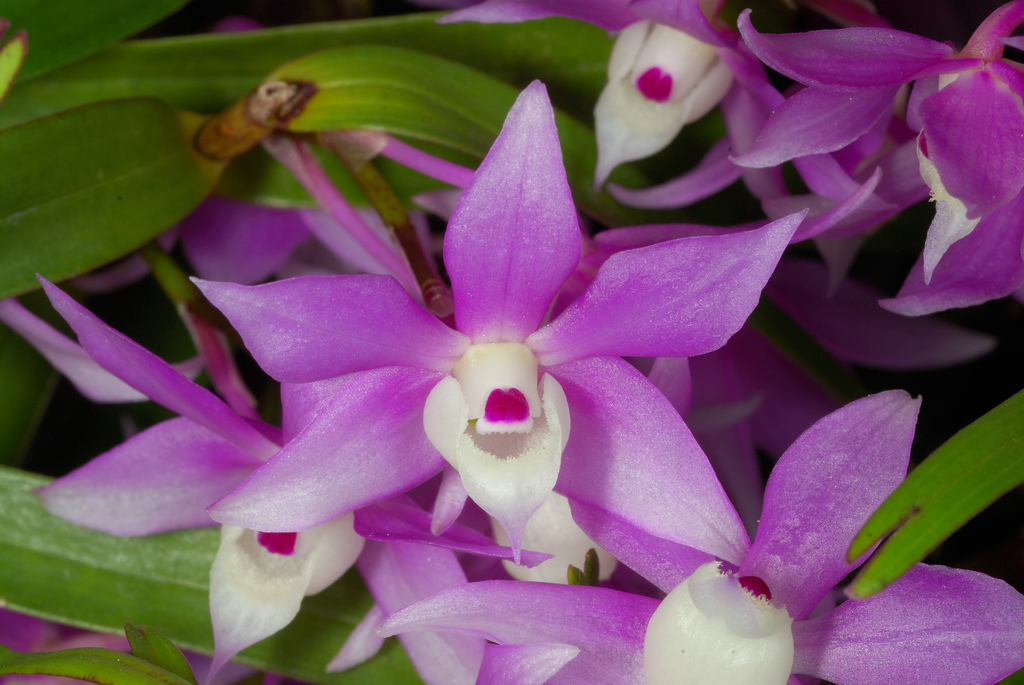 Dendrobium hercoglossum