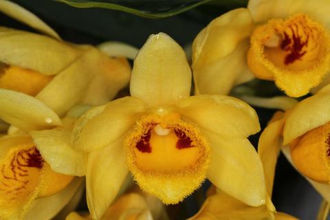 Thủy tiên dẹt