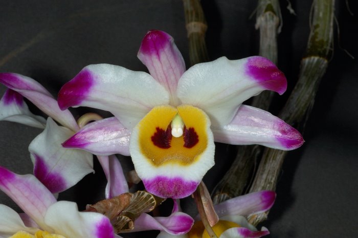 Dendrobium wardianum