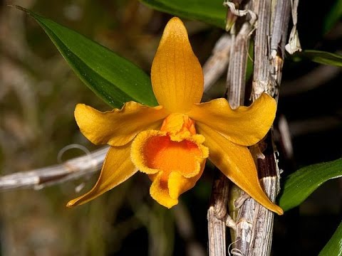 Hoàng thảo Henry - Dendrobium Henry