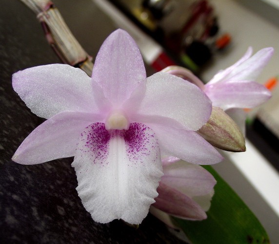 Hoàng thảo hoa cong- Dendrobium intricatum