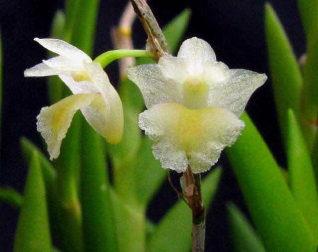 Hoàng thảo lá cong - Dendrobium acinaciforme